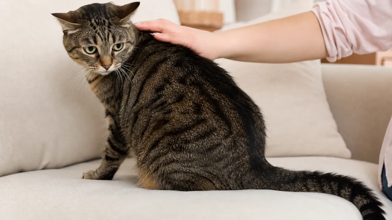 Chat allongé sur un canapé se laissant caresser par une main